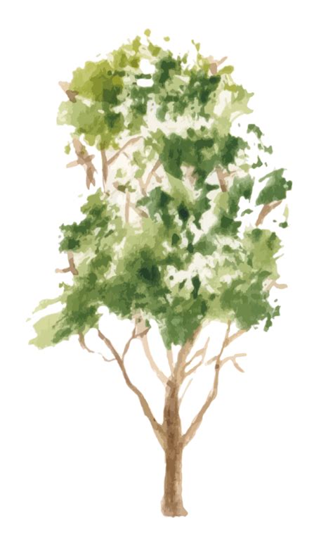 Tree Png Tree Photoshop Watercolor Trees Tree Drawing | The Best Porn ...