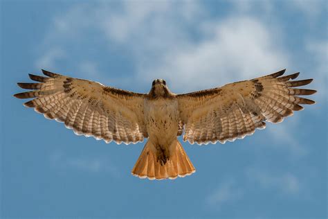 Soaring Red Tailed Hawk Photograph by Tony Hake - Fine Art America