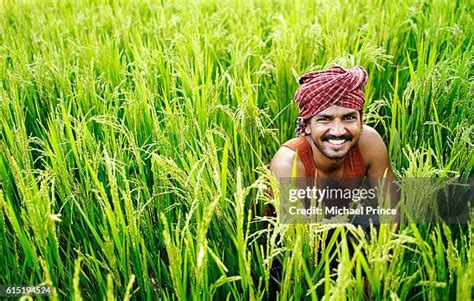 India Rice Farm Photos and Premium High Res Pictures - Getty Images