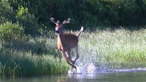 ‘Zombie’ Deer in 24 States Pose Big Risk During Hunting Season - Videos ...