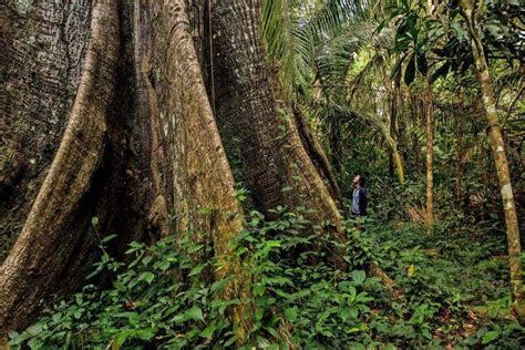 Names Of Rainforest Trees