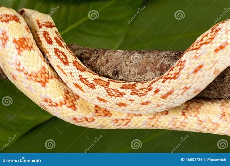 Snake skin stock photo. Image of sayi, snake, albino - 46502726