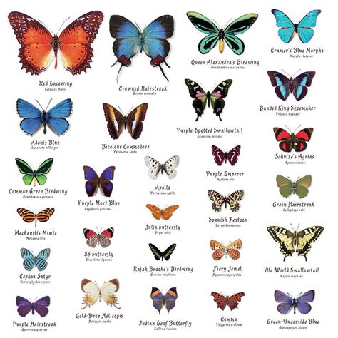 Butterflies types by Gina Dsgn | Types of butterflies, Butterfly family ...