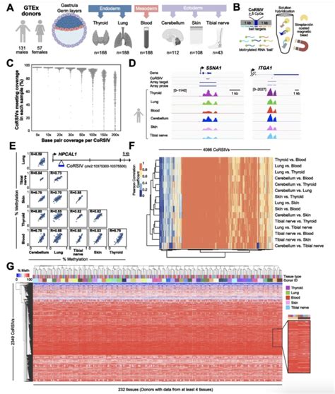 Systemic interindividual epigenetic variation in humans is associated with transposable elements ...