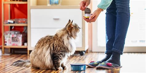 Best Cat Food for Indoor Cats: 15 Recommendations | Get Pet