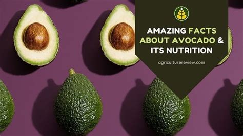 Amazing Facts About Avocado & Its Nutrition - Agriculture Review