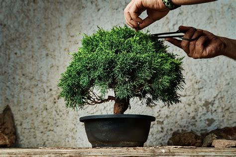 These Are The Five Best Bonsai Trees For Beginners Looking To Try Their ...