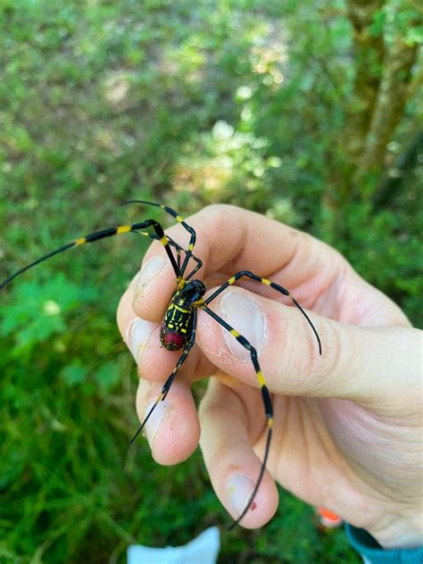 Joro spiders: giant venomous flying spider spotted in U.S. states