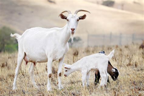 Goat Wallpaper - Animals Town