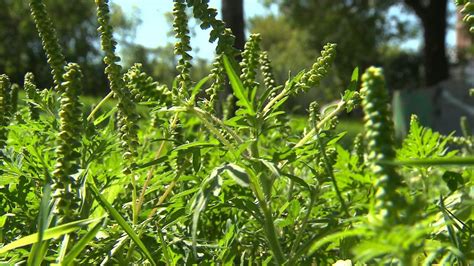 Ragweed season hits Montreal early - Montreal - CBC News