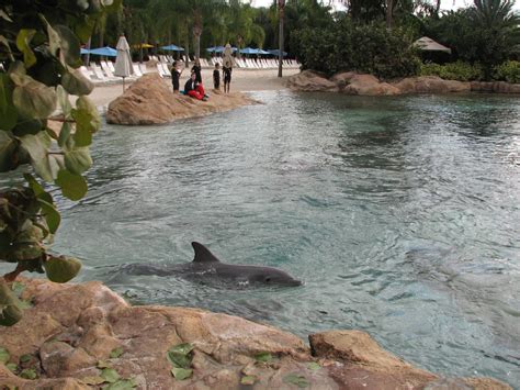 Discovery Cove - Dolphin Lagoon - ZooChat