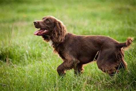 14 Spaniel Dog Breeds for Canine Lovers