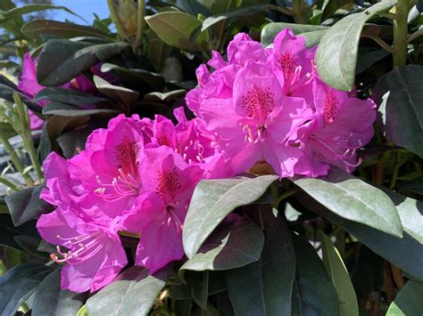 Rhododendrons are finally starting to bloom in zone 9! : gardening