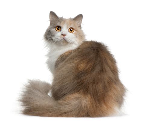 British Longhair cat breed: British Longhair cat breed