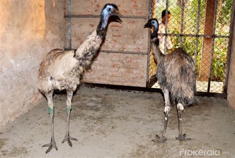 A pair of giant Emu Bird, which is being brought to the Assam State Zoo cum Botanical Garden in ...