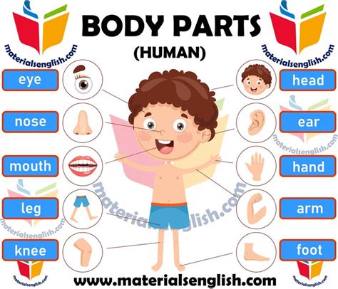 Human Body Parts in English | Body parts for kids, Human body parts ...