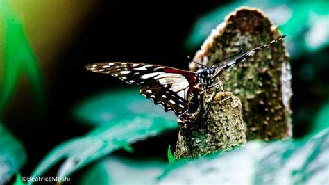 Zanzibar Butterfly Centre - ATUALIZADO 2020 O que saber antes de ir - Sobre o que as pessoas ...