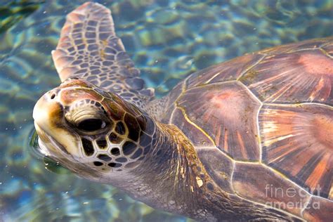 Baby Green Sea Turtle Photograph by Greg Clure - Pixels