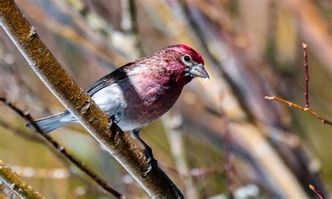 12 Types of Finch Birds with Pictures - A-Z Animals