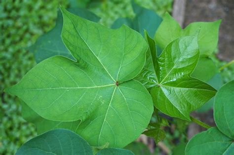 Garden Cotton Nature Leaves Cotton Plant Leaves-20 Inch By 30 Inch Laminated Poster With Bright ...