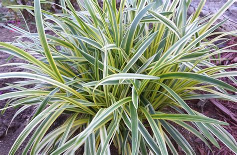 Variegated Liriope for sale - Maples N More Nursery