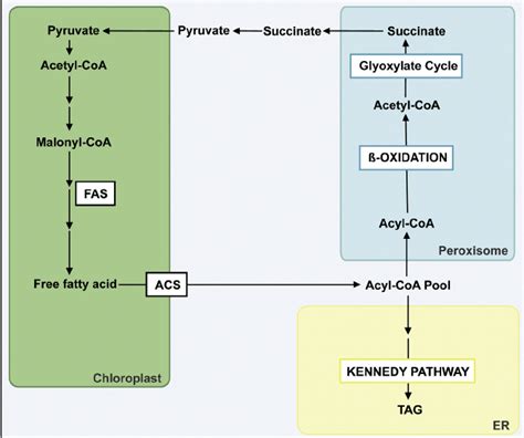 Fatty Acid Synthesis Pathway Diagram