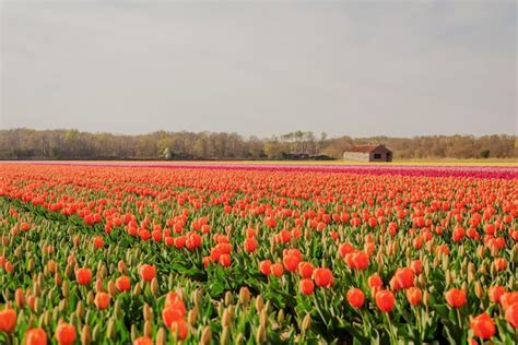 Premium Photo | Dutch red tulip field