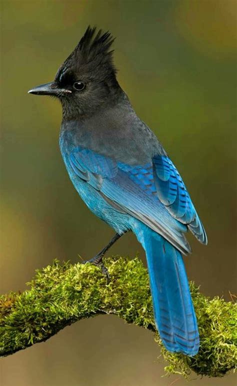 a blue and black bird sitting on top of a moss covered tree branch in the forest