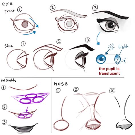 Learning drawing principles: face