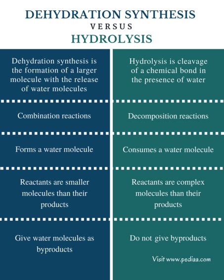 How Do Hydrolysis Reactions Compare To Dehydration Synthesis Reactions ...