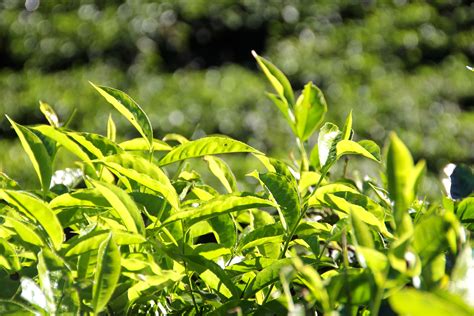 Gambar : cabang, menanam, halaman rumput, daun, bunga, hijau, rimba, menghasilkan, botani, Flora ...