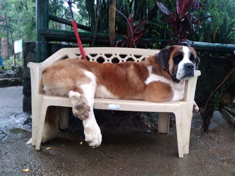 A 9 months old St. Bernard @Baguio City Philippines | Instagram photo ...