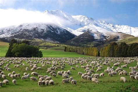 Lots of sheep | New zealand landscape, New zealand south island, New zealand houses