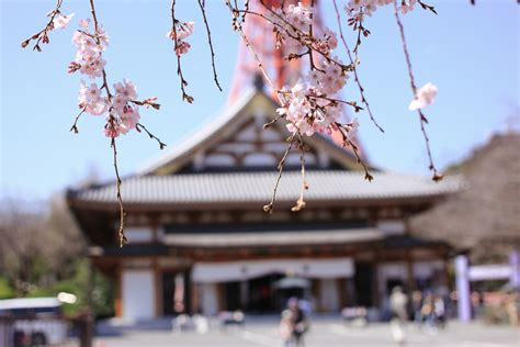 Zojoji Temple in Tokyo – free photo on Barnimages