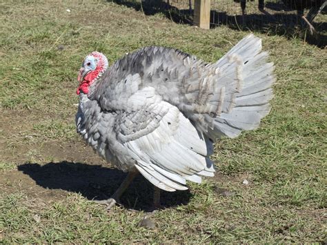Slate Turkey - The Livestock Conservancy