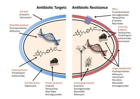 How do antibiotics work?