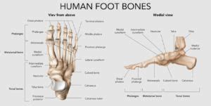 Tulang Pergelangan Kaki: Ligamen, Fungsi, Cedera, dan Perawatan ...