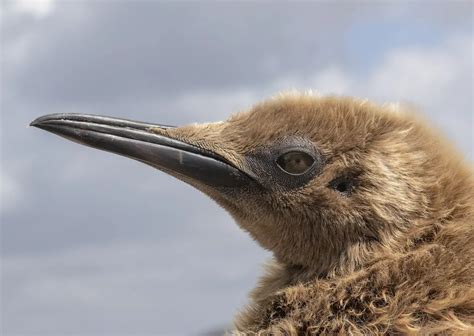 Bird Ears Explained | How Do Birds Ears Work? | Earth Life