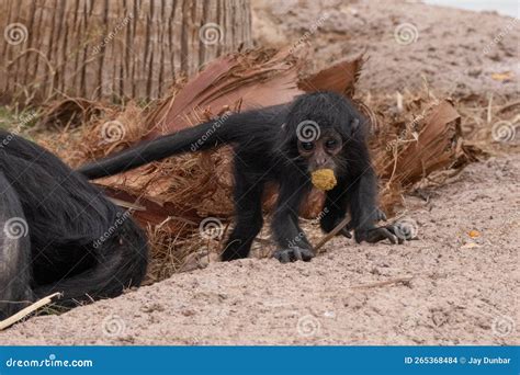 Baby Black Faced Spider Monkey is Looking for Food while Close To ...