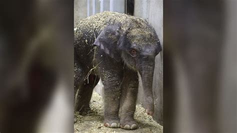 Baby elephant dies 27 days after his birth at St. Louis Zoo | CNN