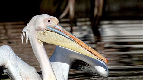 Pelican | San Diego Zoo Animals & Plants