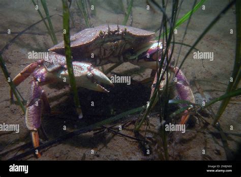 Rock crab in eel grass habitat Stock Photo - Alamy