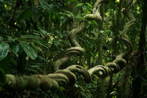 My Kitchen Alchemy • quickwitter: TWISTED VINES IN RAINFOREST...