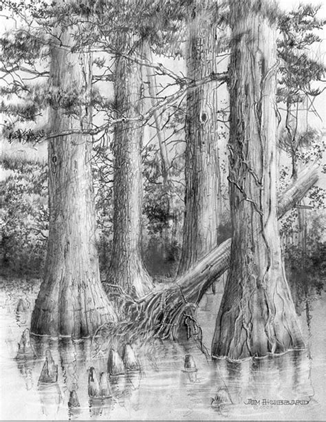 Swamp Tree Drawing