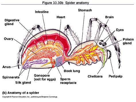 Spider Anatomy For Kids