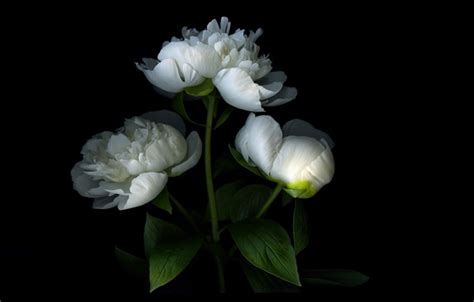 Peony Screensavers and Wallpaper - WallpaperSafari