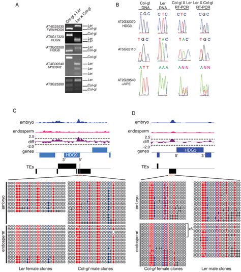 Expression and methylation analysis of new imprinted genes | Download ...