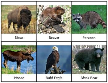 7 Continents Animal Classification by Toadstool Montessori | TPT