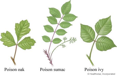 Differentiate between Poison Oak, Sumac, and Ivy , tips by Tree Removal ...