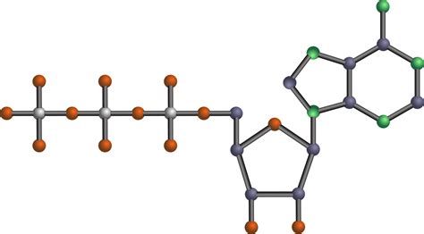 Model of ATP Molecule – Perkins School for the Blind